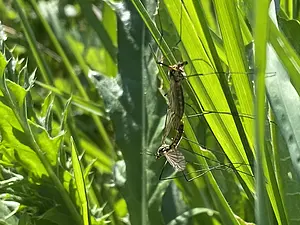 Hoefijzertijger in copula-2 2025-04-28.webp