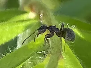 Kleine schubmier.webp