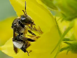 Gewone slobkousbij-vrouw - Macropis europaea 2020-06-27 16.33.58.webp