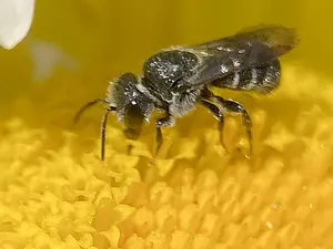 Gewone tubebij - Gelekamille - Stelis breviuscula-2025-06-25.webp