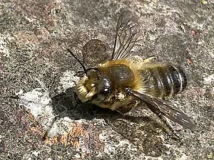 Grote bladsnijder -man- Megachile willughbiella.webp