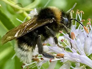 Grote koekoekshommel -vrouw 2 op Veronicastrum- Bombus vestalis -2025-07-03.webp