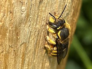 Grote wolbij man op paal.webp