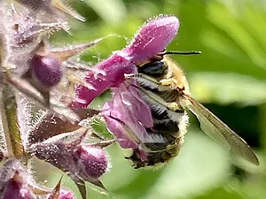 Grote wolbij vrouw op Bosandoorn.webp