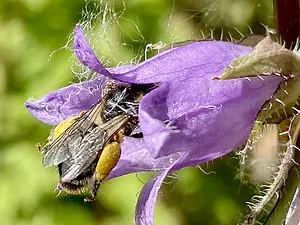 Klokjesdikpoot vrouw -Melitta haemorrhoidalis -2025-06-25.webp