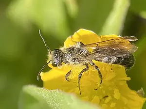 Ranonkelbij op Boterbloem - Chelostoma florisomne-2025-05-26.webp