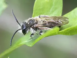 Roodgatje -man- Andrena haemorrhoa-2025-04-15.webp