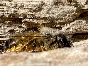 Rosse metselbij - Osmia bicornis.webp