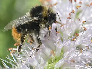 Steenhommel -man op Veronicastrum- Bombus lapidarius2025-07-03.webp