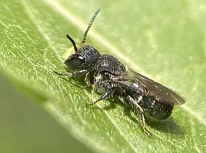 Tronkenbij -man- Heriades truncorum-2025-07-03.webp