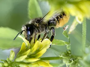 Tuinbladsnijder -vrouw op Honingklaver- Megachile centuncularis-2025-07-03.webp