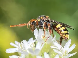 Variabele wespbij - Nomada zonata-2025-07-03.webp