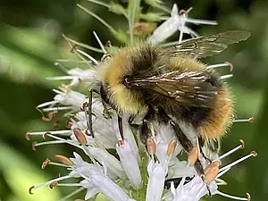 Weidehommel -man op Veronicastrum- Bombus pratorum-2025-07-03.webp