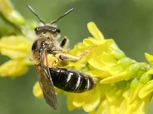 Wimperflankzandbij - Andrena dorsata-2025-06-27.webp