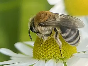 Wormkruidbij op Reukeloze kamille.webp