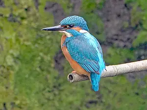 Ijsvogel Noorderbegraafplaats Marjon van Herpen.webp