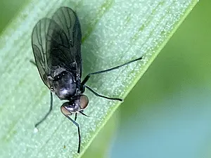 Bebaarde mossnipvlieg -vrouw- Ptiolina nigrina-2025-05-21.webp