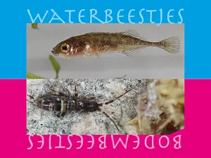 Water-bodembeestjes 2025-ankeiler2.webp