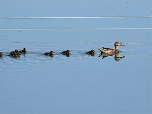 2025 Slobeend met 10 jongen-2.webp