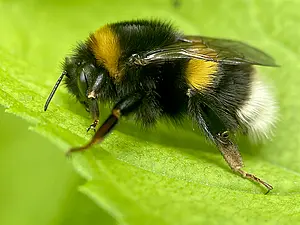 Aardhommelgroep - Bombus terrestris-2025-05-30.webp