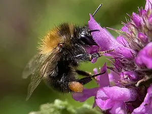 Akkerhommel -werkster op Betonie- Bombus pascuorum-2025-07-03.webp