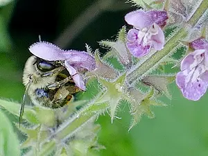 Andoornbij - vrouw op Bosandoorn - Anthophora furcata.webp