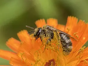 Bandgroefbij - Lasioglossum.webp
