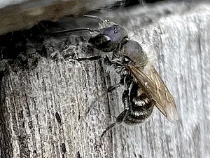 Blauwe metselbij - vrouw - Osmia caerulescens .webp