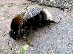 Boomhommel -koningin donkere vorm- Bombus hypnorum-2024-06-30.webp