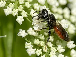 Dikkopbloedbij - vrouw op Zevenblad - Sphecodes monilicornis-2025-05-26.webp