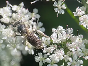 Fluitenkruidbij op Zevenblad - Andrena proxima .webp