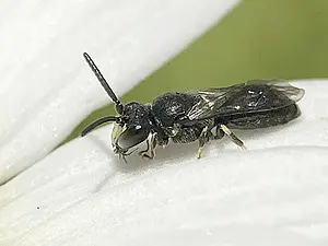 Gewone maskerbij - Hylaeus communis.webp