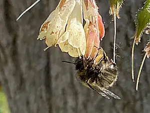 Gewone sachembij - vrouw- Anthophora plumipes -2025-05-12.webp