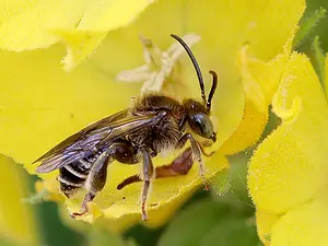 Gewone slobkousbij - man2 - Macropis europaea.webp