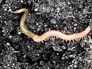 Grote aardkruiper - Stigmatogaster subterranea 2022-10-22.webp