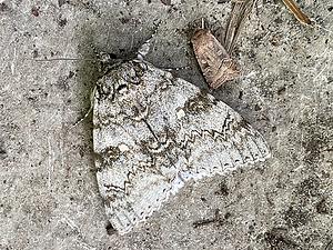 Blauw weeskind naast Gewone breedvleugeluil- Catocala fraxini-2025-08-26.jpg