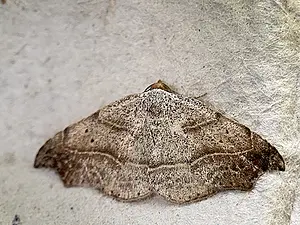 Bruine sikkeluil -3- Laspeyria flexula-2025-08-26.webp