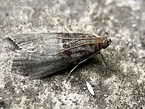 Mutsjeslichtmot -2- Acrobasis advenella-2025-08-26.webp