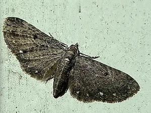 Schermbloemdwergspanner - Eupithecia tripunctaria-2025-08-26.webp