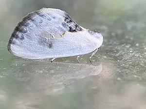 Witte eenstaart - Cilix glaucata-2025-08-26.webp