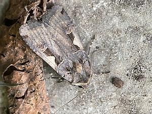 Zwarte-c-uil -3- Xestia c-nigrum-2025-08-26.jpg