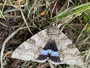 Blauw weeskind - Catocala fraxini-2025-08-26.jpg