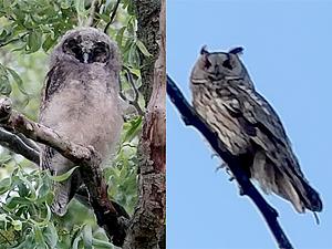 Ransuil takkeling en adult.jpg