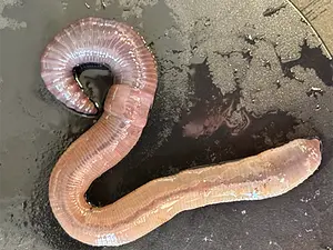 Grote blauwkopworm Lumbricus terrestris.webp