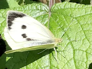 02-Groot koolwitje.webp