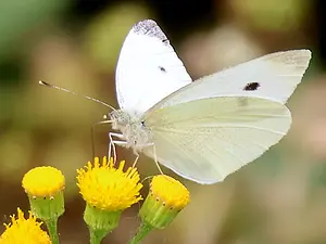 03-Klein koolwitje-T.webp