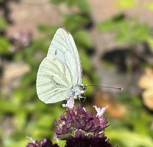 04-Geaderd witje.JPG