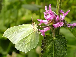 05-Citroenvlinder-grote kattenstaart - Gonepteryx rhamni-2020-07-30 15.56.35.webp