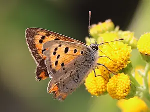 06-Kleine vuurvlinder 2-7-2025 -T.webp