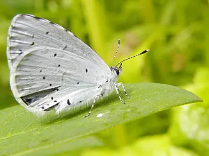 07-Boomblauwtje - Celastrina argiolus-2020-07-03 11.26.47.webp